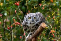 Portrait of a horned owl on a branch, Canada — Stock Photo