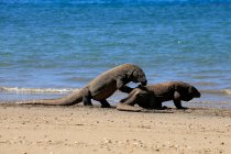 Dois dragões komodo na praia, Ilha de Komodo, East Nusa Tenggara, Indonésia — Fotografia de Stock