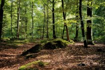 Forêt, Ihlow, Frise orientale, Basse-Saxe, Allemagne — Photo de stock