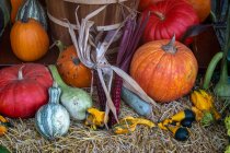Autumn pumpkin, squash and corn cob decorations — Stock Photo
