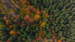Повітряний вид на осінній ліс, Требевич, Сараєво, Боснію і Герцеговину. — стокове фото