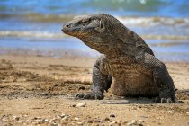 Retrato de um dragão komodo na praia, Ilha de Komodo, East Nusa Tenggara, Indonésia — Fotografia de Stock