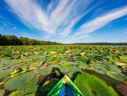 Parte delantera de un kayak en un lago lleno de nenúfares, Estados Unidos - foto de stock
