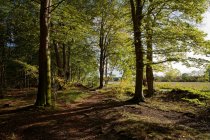 Forest, Stiekelkamp, East Frisia, Lower Saxony, Germany — Stock Photo