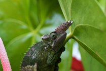 Close-up of a fischer chameleon on  leaf, Indonesia — Stock Photo