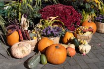 Autumn pumpkin, squash and corn cob decorations — Stock Photo
