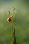 Close-up of a snail on a spiral tendril, Indonesia — Stock Photo