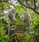 Due scimmie dalla coda lunga balinesi nel santuario della foresta delle scimmie spaventate, Ubud, Bali, Indonesia — Foto stock