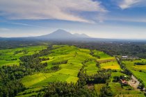 Повітряний вид тропічних рисових полів у сільському ландшафті, Мандаліка, Ломбок, Західна Нуса Тенґгара, Індонезія. — стокове фото