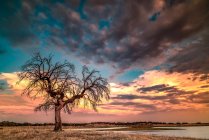 Lone tree by a lake at sunset, Portugal — Stock Photo