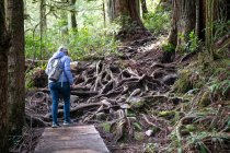 Rückansicht einer Frau, die im Wald wandert, Avatar Grove, Vancouver Island, British Columbia, Kanada — Stockfoto