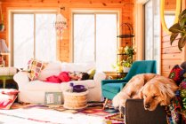 Mädchen und ihr Hund schlafen auf Sofas im Wohnzimmer — Stockfoto