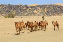 Chameaux dans le désert, Arabie Saoudite — Photo de stock