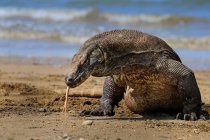 Retrato de um dragão komodo na praia, Ilha de Komodo, East Nusa Tenggara, Indonésia — Fotografia de Stock