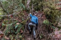 Homme s'accrochant à des racines d'arbres grimpant sur une colline, Canada — Photo de stock
