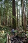 Visão traseira de uma mulher caminhando na floresta, Avatar Grove, Vancouver Island, British Columbia, Canadá — Fotografia de Stock