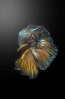Retrato de um peixe betta, Indonésia — Fotografia de Stock