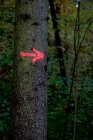 Red arrow painted on a tree trunk in the forest — Stock Photo