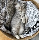 Scottish shorthair kitten sleeping in a basket — Stock Photo
