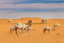 Camellos en el desierto, Arabia Saudita - foto de stock
