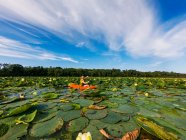 Junge paddelt in See voller Seerosen — Stockfoto