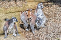 Famiglia di Lemuri dalla coda ad anello (Lemur catta), Indonesia — Foto stock
