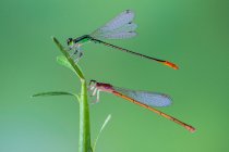 Two damselflies on a plant, Indonesia — Stock Photo