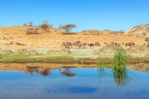 Kamele in der Wüste in der Nähe eines Wasserlochs, Saudi Arabien — Stockfoto