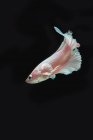 Retrato de un pez betta, Indonesia - foto de stock