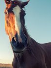 Primo piano ritratto di un cavallo in piedi in un campo al tramonto, Polonia — Foto stock