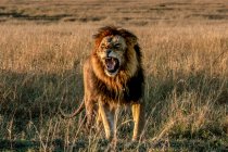 Retrato de un león rugiendo, Masai Mara, Kenia - foto de stock