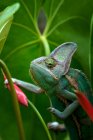 Close-Up of a Veiled chameleon perched on a flower, Indonesia — Stock Photo