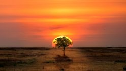 Árbol solitario en el desierto retroiluminado por el atardecer - foto de stock