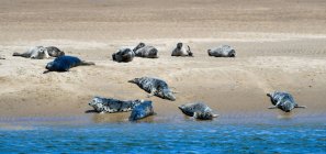 Тюлені, що гріються на пляжі Скотленд поблизу Дорноха, Хайленд, Шотландія, Велика Британія — стокове фото