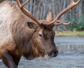 Close-up de um Elk Roosevelt em uma floresta, Canadá — Fotografia de Stock