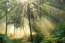 Raggi di sole che scorrono attraverso gli alberi in un bosco, Warwickshire, Inghilterra, Regno Unito — Foto stock