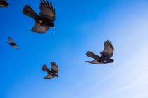 Vista en ángulo bajo de cinco aves en vuelo, Suiza - foto de stock