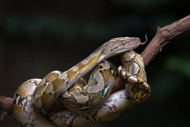 Python reticulada enrolada em torno de um galho de árvore, Indonésia — Fotografia de Stock