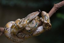Reticulated python coiled around a tree branch, Indonesia — Stock Photo