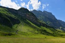 Vacas pastando en paisaje alpino, Mt Titlis, Suiza - foto de stock