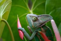 Primo piano di un camaleonte velato appollaiato su un fiore, Indonesia — Foto stock