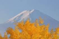 Árvore de bordo em frente ao Monte Fuji, Yamanashi, Honshu, Japão — Fotografia de Stock