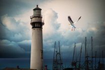 Чайка пролетела над лодками, пришвартованными старым маяком, США — стоковое фото