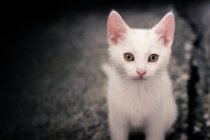 Lindo pequeño gato blanco blanco gato sentado en pavimento - foto de stock