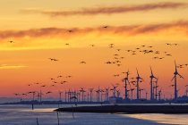 Flock of barnacle geese flying over Ems River with wind turbines in the distance, East Frisia, Lower Saxony, Germany — Stock Photo