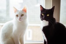 Чорно-білий кіт сидить на підвіконні поруч з білим котом — стокове фото