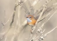 Милая маленькая птичка сидит на ветке дерева на размытом естественном фоне — стоковое фото