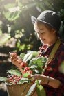 Woman picking red coffee beans on bouquet on tree arabica coffee berries on its branch,economy industry business, health food and lifestyle, at the north of Thailand. — Stock Photo