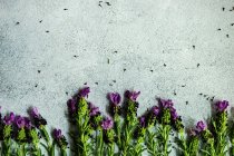 Flores frescas de lavanda em uma moldura floral em fundo de concreto com espaço de cópia — Fotografia de Stock