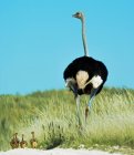 Vista posteriore di uno struzzo con i suoi quattro pulcini che camminano nelle praterie, Sud Africa — Foto stock